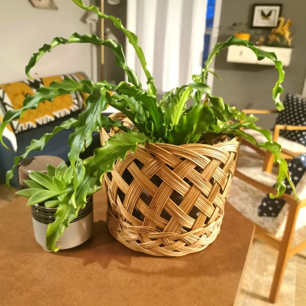 VINTAGE | Wicker Rattan Boho Plant Basket